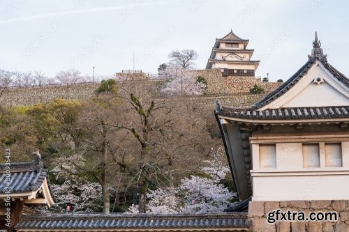 Marugame Castle With Cherry Blossoms 6xJPEG