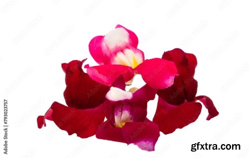 Antirrhinum Flowers Isolated 6xJPEG