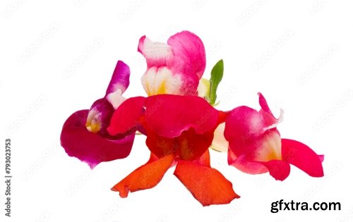 Antirrhinum Flowers Isolated 6xJPEG