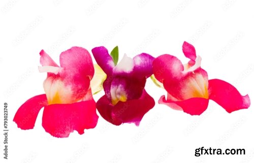 Antirrhinum Flowers Isolated 6xJPEG