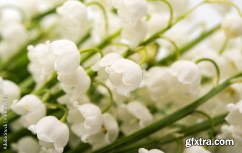 Bouquet Of Lilies Of The Valley Isolated 6xJPEG