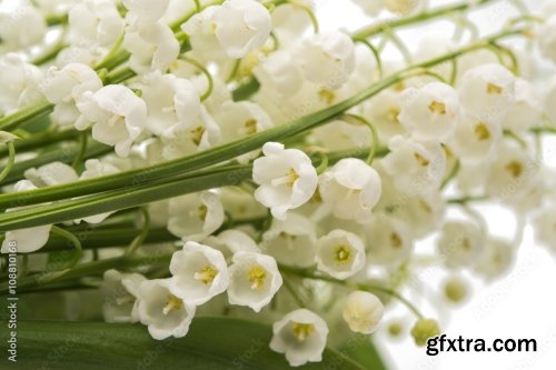 Bouquet Of Lilies Of The Valley Isolated 6xJPEG