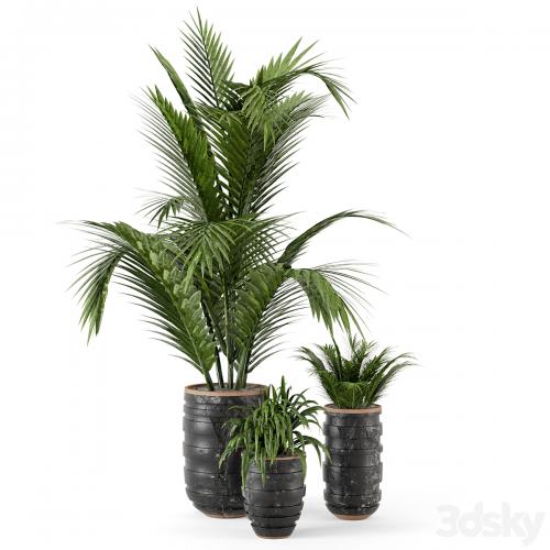 Outdoor Plants bush and Tree in rusty Concrete Pot - Set 148