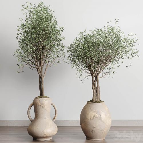 Olive tree in an old earthenware vase indoor collection 182