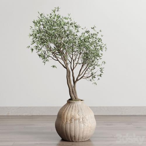 Olive tree in an old earthenware vase indoor collection 182