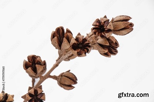 Dried Bouquet Flowers 6xJPEG