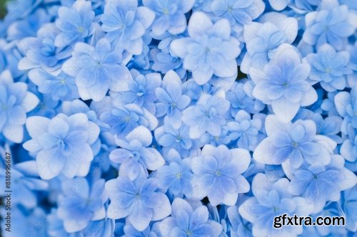 Background Of Soft Blue Petals Of Hydrangea Macrophylla 6xJPEG