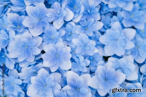 Background Of Soft Blue Petals Of Hydrangea Macrophylla 6xJPEG