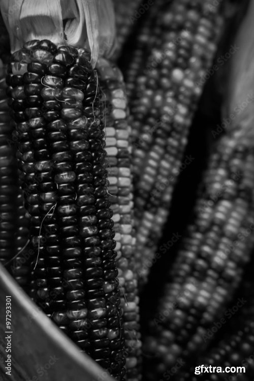 Dried Indian Corn 6xJPEG