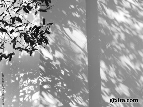 Shadow Of Palm Leaves On White Wall Background 6xJPEG