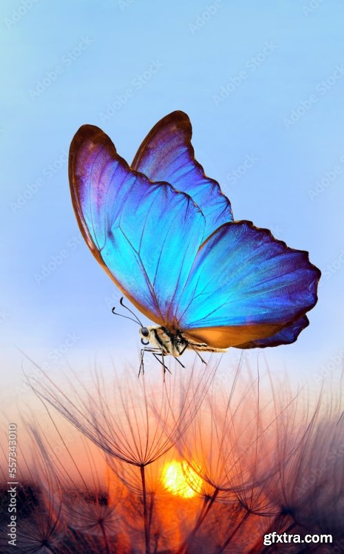 Morpho Butterfly And Dandelion 6xJPEG