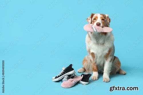 Funny Australian Shepherd Dog Holding Slipper Near Sneakers On Blue Background 6xJPEG