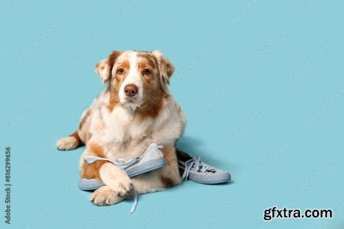 Funny Australian Shepherd Dog Holding Slipper Near Sneakers On Blue Background 6xJPEG