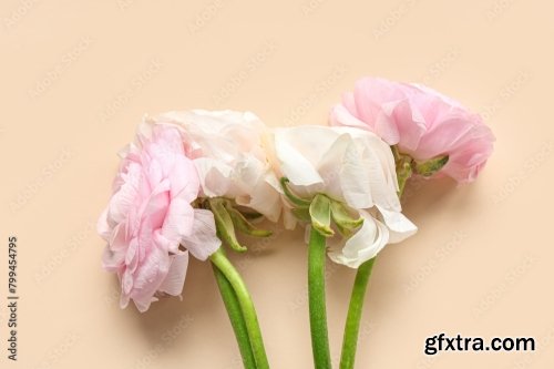 Beautiful Ranunculus Flowers And Eucalyptus 6xJPEG