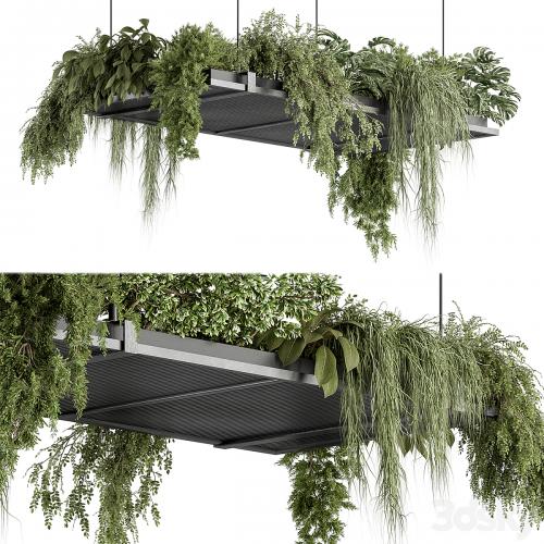 indoor Plant 443 - Hanging Plants