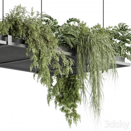 indoor Plant 443 - Hanging Plants