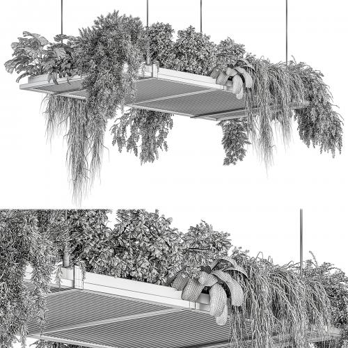 indoor Plant 443 - Hanging Plants