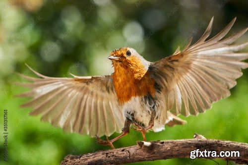 Robin Feeding Baby Robin 6xJPEG