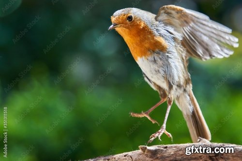 Robin Feeding Baby Robin 6xJPEG