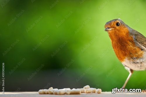 Robin Feeding Baby Robin 6xJPEG