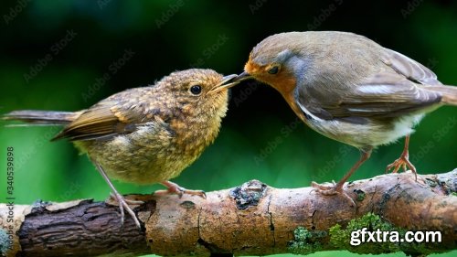 Robin Feeding Baby Robin 6xJPEG