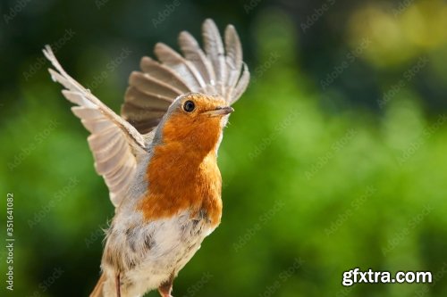 Robin Feeding Baby Robin 6xJPEG