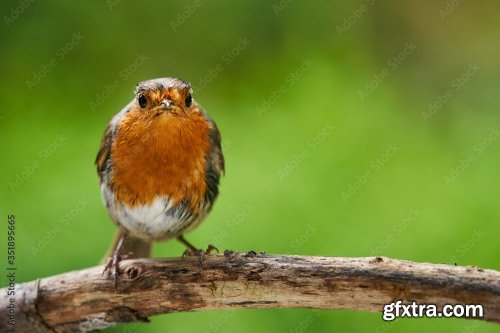 Robin Feeding Baby Robin 6xJPEG