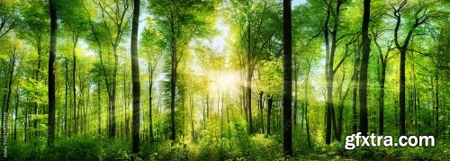 Wald Panorama Mit Sonnenstrahlen 6xJPEG