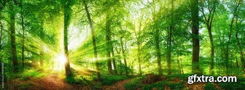 Wald Panorama Mit Sonnenstrahlen 6xJPEG