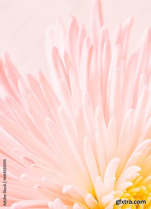 Macro Photo Of Chrysanthemum 6xJPEG