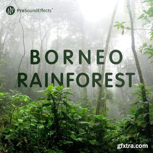 Pro Sound Effects Borneo Rainforest