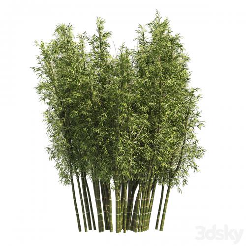 2 Bamboo Clusters