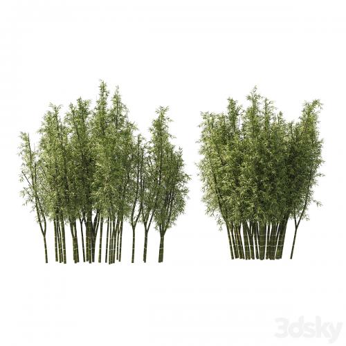 2 Bamboo Clusters