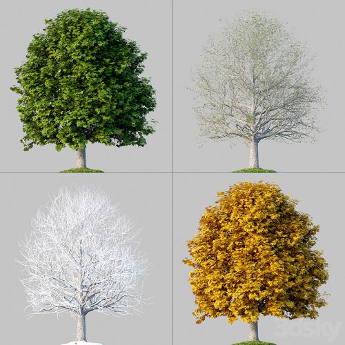 Oak_001_4_Seasons