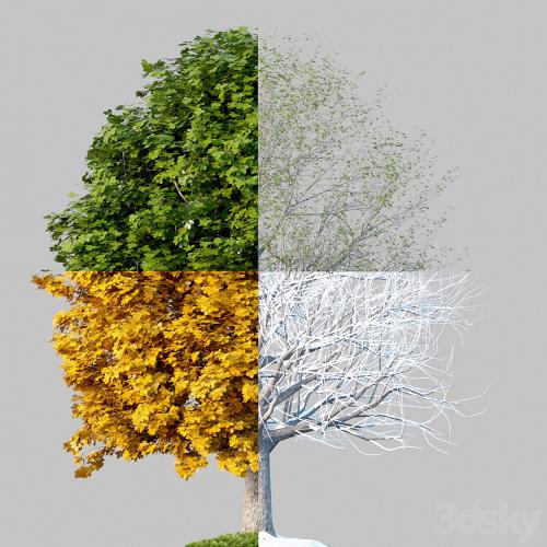 Oak_001_4_Seasons