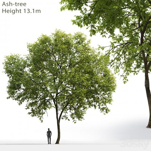 Ash-tree # 1 (17.1m)