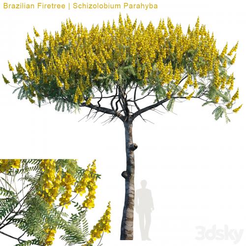 Brazilian Firetree | Schizolobium Parahyba # 2