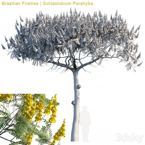 Brazilian Firetree | Schizolobium Parahyba # 2