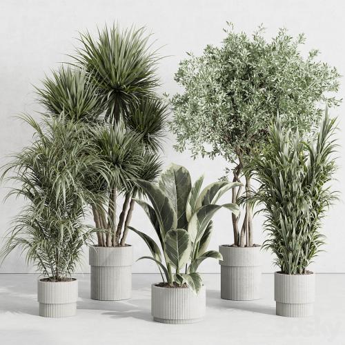 indoor plant set 414 plant ficus elastica tree palm bush concrete vase