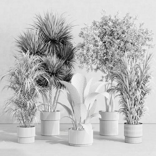 indoor plant set 414 plant ficus elastica tree palm bush concrete vase