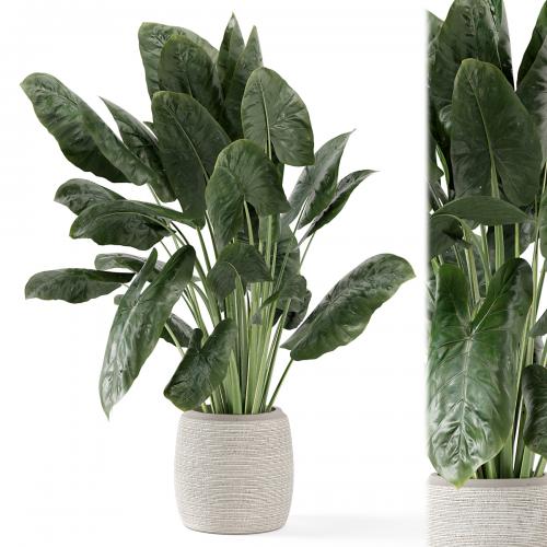 Indoor Plants in Handmade Stone Pot - Set 1797