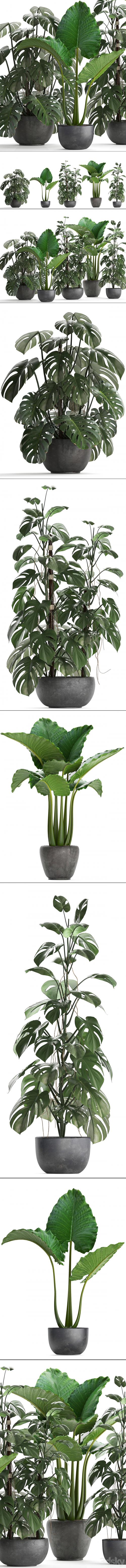 Plant collection 261. Monstera, Alocasia, flowerpot, black pot, loft, industrial style, bushes, tropical, exotic, interior, office flowers, thickets