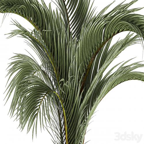 A beautiful indoor palm tree in a modern Areca pot, Hovea. 1225