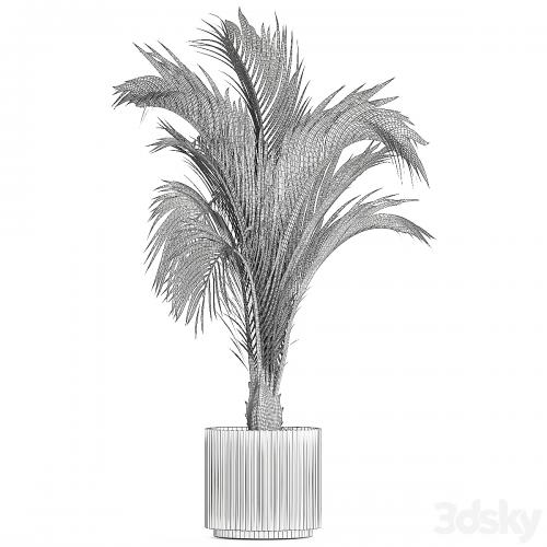 A beautiful indoor palm tree in a modern Areca pot, Hovea. 1225