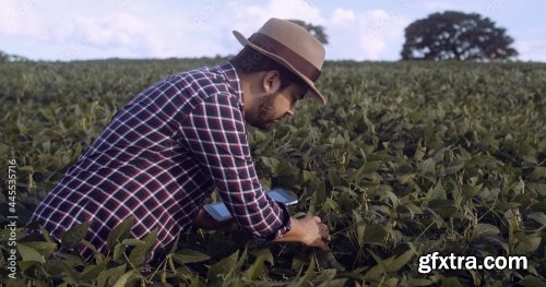 Latin American Farmer Working On Soybean Plantation 6xJPEG