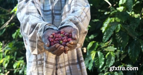 Farmer Showing Picked Red Coffee Beans 5xJPEG