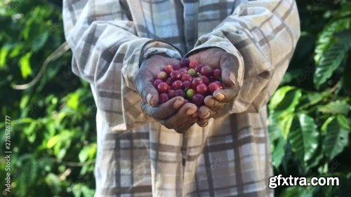 Farmer Showing Picked Red Coffee Beans 5xJPEG