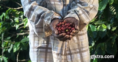 Farmer Showing Picked Red Coffee Beans 5xJPEG