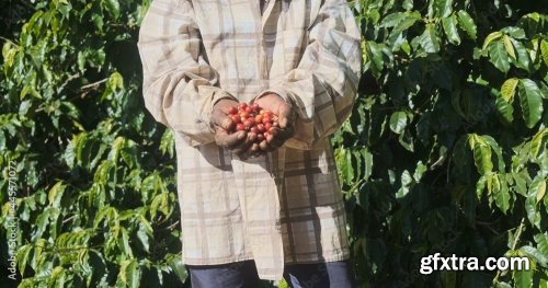 Farmer Showing Picked Red Coffee Beans 5xJPEG