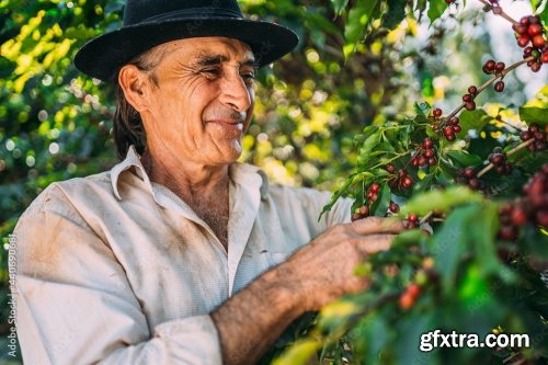 Coffee Farmer Is Harvesting Coffee Berries 6xJPEG